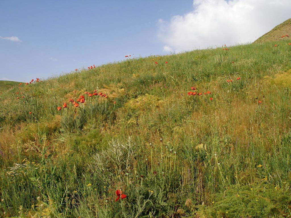 Turchia 5 - Papaver sp.